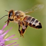 honeybee-full